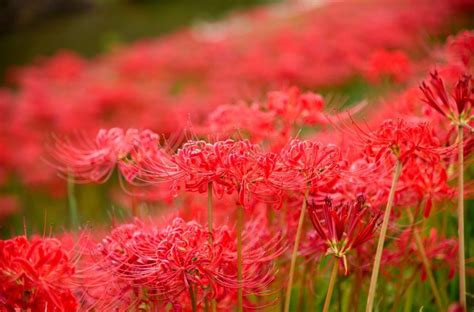 彼岸花開花|彼岸花（ヒガンバナ）とは ＜花言葉・由来・開花時期などを紹。